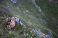 Chamois (Vosges)