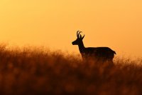 Chamois (Vosges)