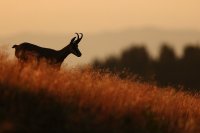 Chamois (Vosges)
