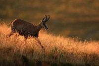 Chamois (Vosges)