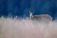 Chamois (Vosges)