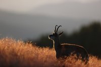 Chamois (Vosges)