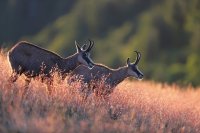 Chamois (Vosges)