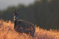 Chamois (Vosges)