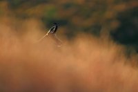 Chamois (Vosges)