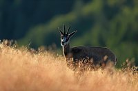 Chamois (Vosges)