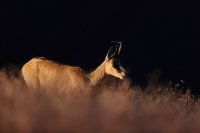 Chamois (Vosges)