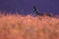 Chamois (Vosges)