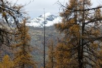 Chevêchette d'Europe (Hautes-Alpes)
