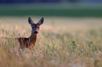 Chevrette (Somme)