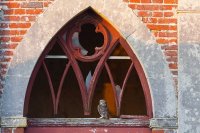 Chouette chevêche (Picardie)