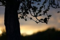 Chouette chevêche (Somme)