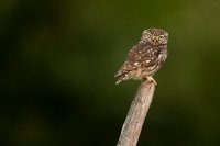 Chouette chevêche (Somme)