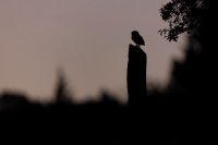 Chouette chevêche (Somme)