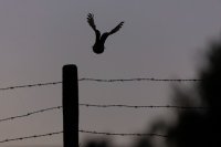 Chouette chevêche (Somme)