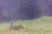 Chouette chevêche (Somme)