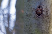 Chouette hulotte (Picardie)