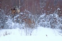 Chouette lapone  (Finlande)