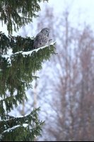 Chouette lapone  (Finlande)