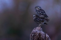 chouettes chevêches (Somme)