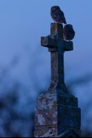 Chouettes chevêches (Somme)