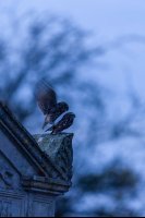Chouettes chevêches (Somme)