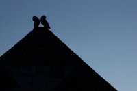 Chouettes effraies (Picardie)