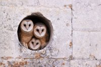 Chouettes effraies (Picardie)