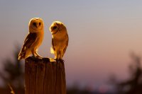 Chouettes effraies (Picardie)