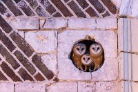 Chouettes effraies (Picardie)