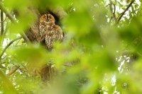 Chouettes hulottes