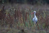 Cigogne blanche (Marquenterre)