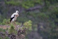 Cigogne blanche juvénile (Marquenterre)