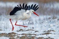 Cigogne blanche (Marquenterre)