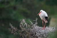 Cigogne blanche (Marquenterre)