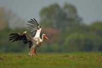 Cigogne blanche (Marquenterre)