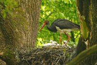 Cigogne noire (Massif ardennais)