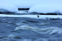 cincle plongeur  (Finlande)