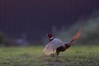 Coq faisan (Somme)