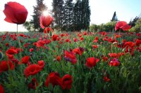 Coquelicots (Basse-vallée de l'Aude)