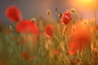 Coquelicots (Haute-Somme)