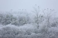 Corbeaux freux (Somme)