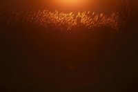 Coucher de soleil (Baie de Somme)