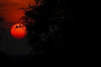 Coucher de soleil (Thiérache ardennaise)