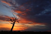 coucher de soleil sur arbre mort (Aisne)