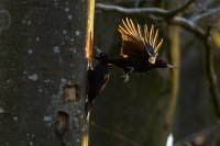 Couple de pics noirs (Ardennes)