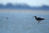 Courlis cendré (Baie de Somme)