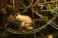 crapaud albinos (Amiénois)