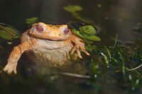 crapaud albinos (Amiénois)