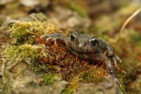 Crapaud alyte (Somme)